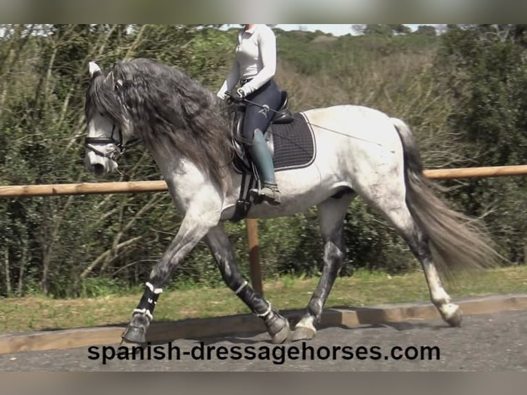 PRE Stallion 8 years 16,3 hh Grey in Barcelona