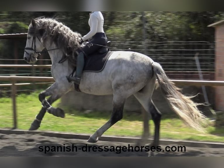 PRE Stallion 8 years 16,3 hh Grey in Barcelona