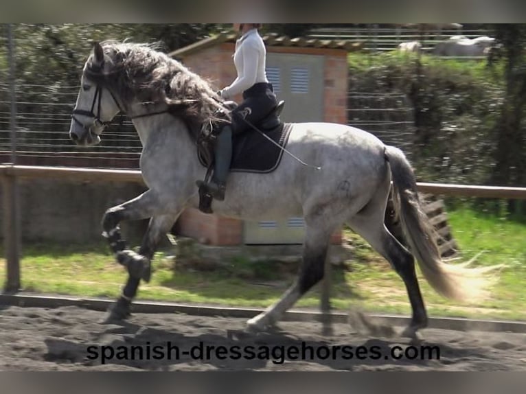 PRE Stallion 8 years 16,3 hh Grey in Barcelona