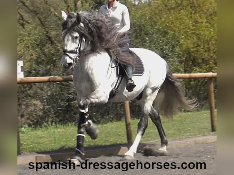 PRE Stallion 8 years 16,3 hh Grey in Barcelona