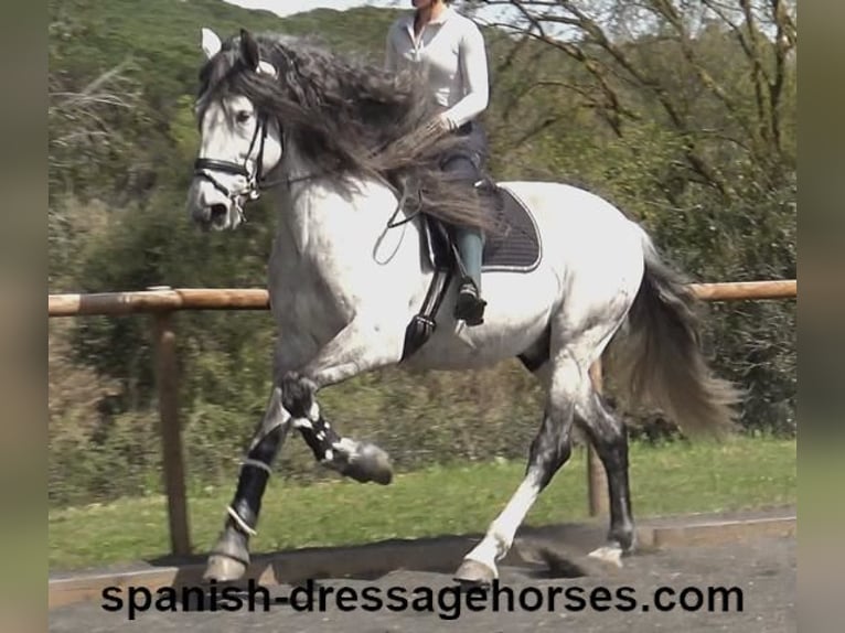 PRE Stallion 8 years 16,3 hh Grey in Barcelona
