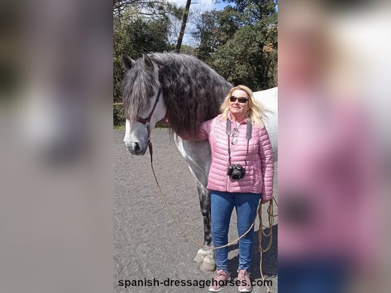 PRE Stallion 8 years 16,3 hh Grey in Barcelona