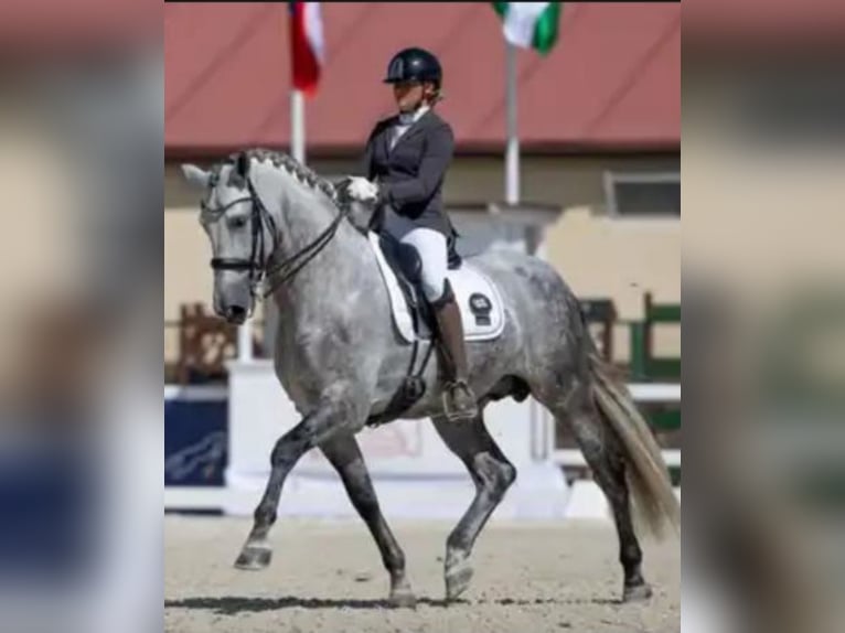 PRE Mix Stallion 8 years 16,3 hh Grey in Sitges