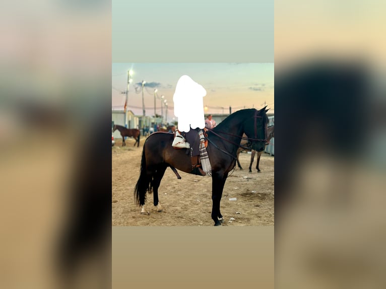 PRE Mix Stallion 8 years 16,3 hh Smoky-Black in Lepe