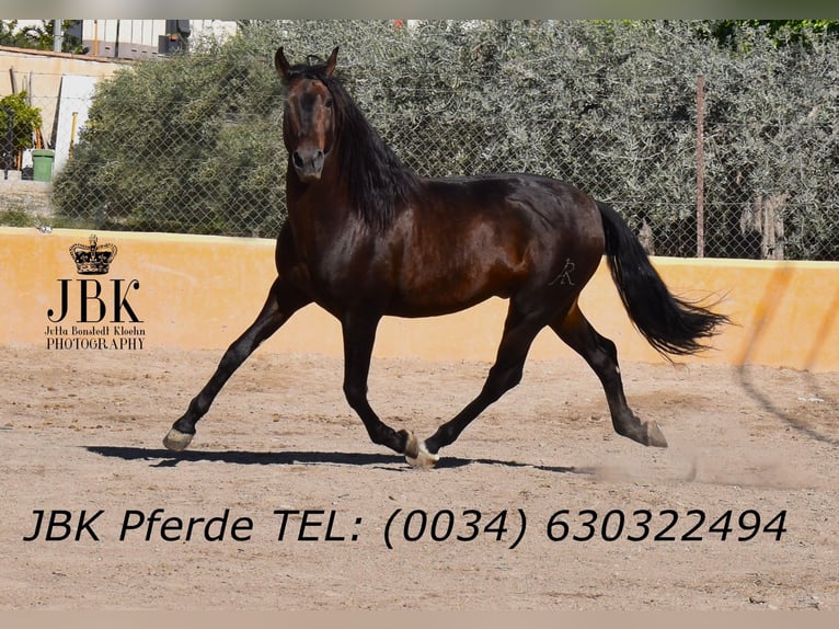 PRE Mix Stallion 8 years 17 hh Brown in Tabernas Almeria