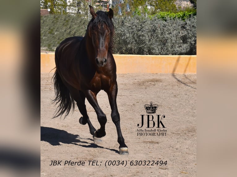 PRE Mix Stallion 8 years 17 hh Brown in Tabernas Almeria