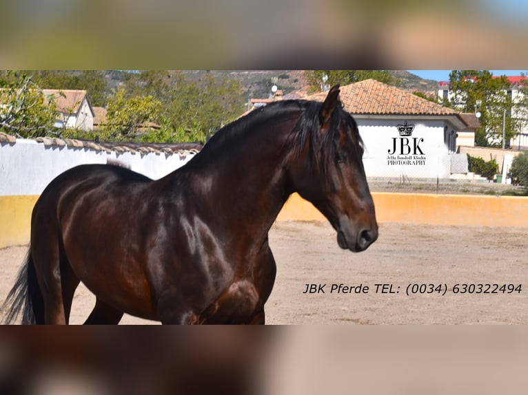 PRE Mix Stallion 8 years 17 hh Brown in Tabernas Almeria
