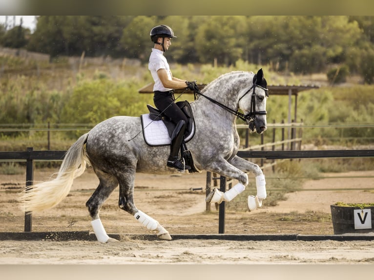 PRE Stallion 8 years 17 hh Gray-Dapple in Vilanova I La Geltru