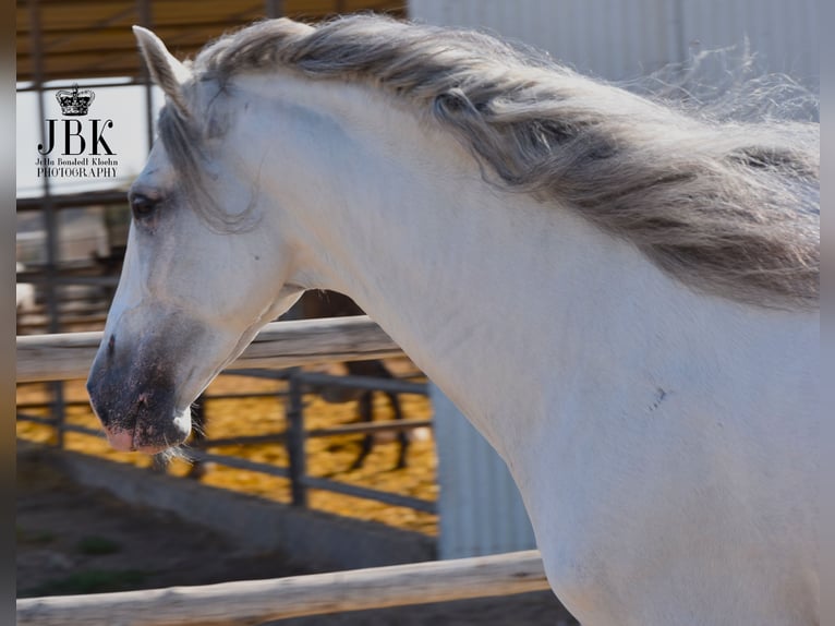 PRE Mix Stallion 8 years 17 hh Gray in Tabernas Almeria