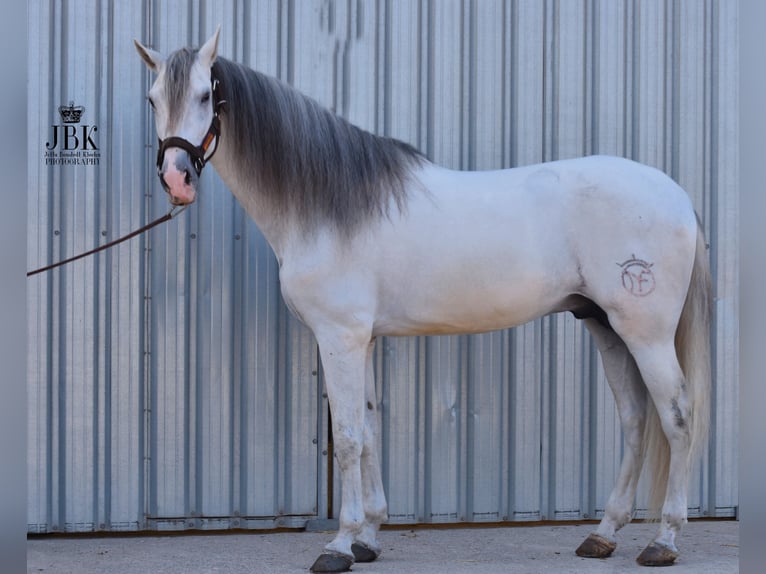 PRE Mix Stallion 8 years 17 hh Gray in Tabernas Almeria