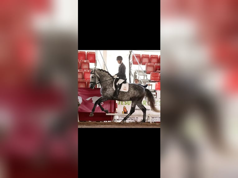 PRE Mix Stallion 8 years 17 hh Gray in Caravaca De La Cruz