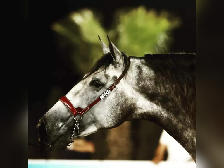 PRE Mix Stallion 8 years 17 hh Gray in Caravaca De La Cruz