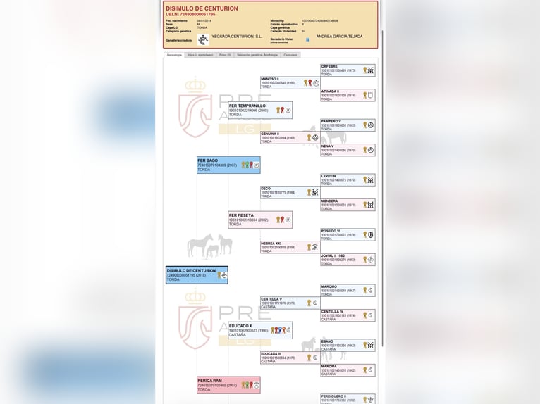 PRE Mix Stallion 8 years 17 hh Grey in Velilla De San Antonio
