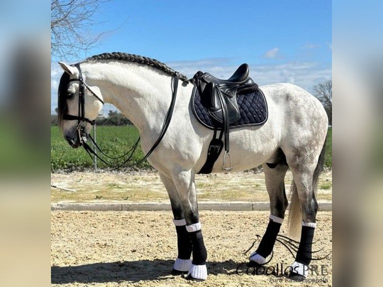 PRE Mix Stallion 8 years 17 hh Grey in Cordoba