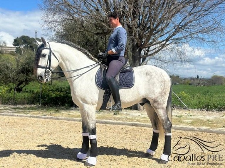 PRE Mix Stallion 8 years 17 hh Grey in Cordoba