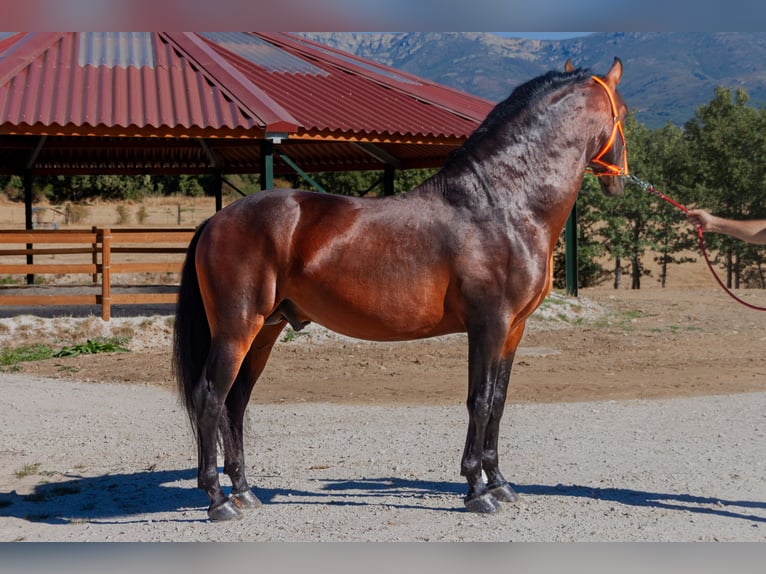 PRE Stallion 8 years Brown in Puerto De Cotos