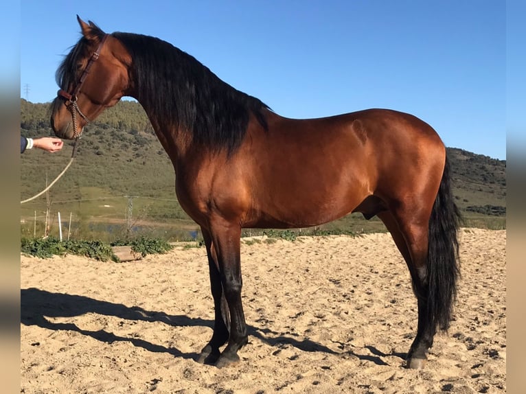 PRE Mix Stallion 9 years 15,2 hh Brown in Madrid