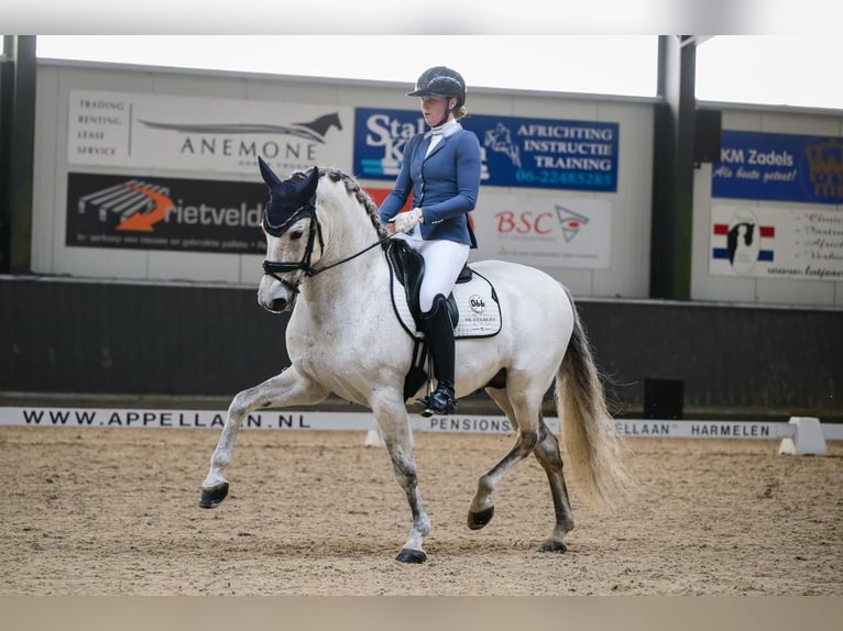 PRE Stallion 9 years 15.2 hh  in Vinkeveen