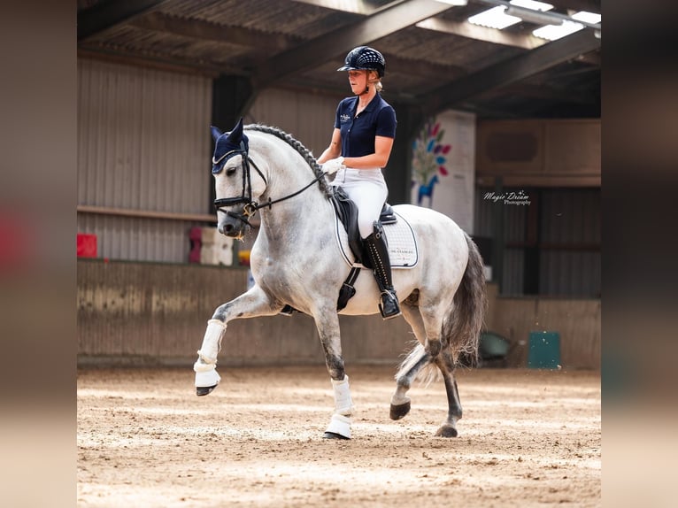 PRE Stallion 9 years 15.2 hh  in Vinkeveen