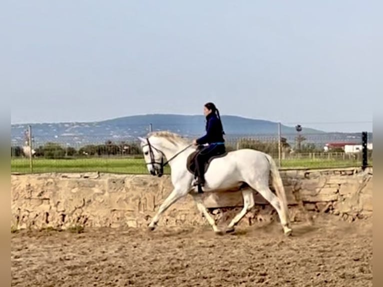 PRE Stallion 9 years 15,2 hh Gray in Palma De Mallorca