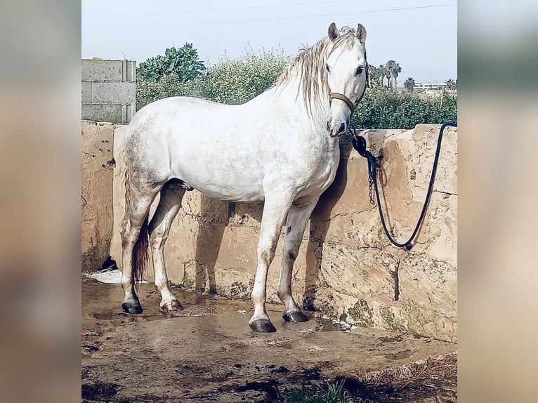 PRE Stallion 9 years 15,2 hh Gray in Palma De Mallorca