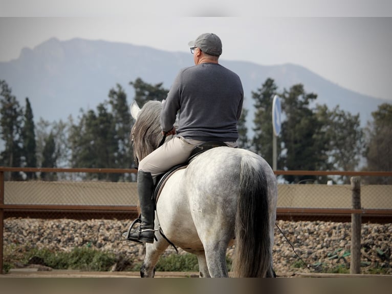 PRE Mix Stallion 9 years 15,2 hh Gray in Valencia