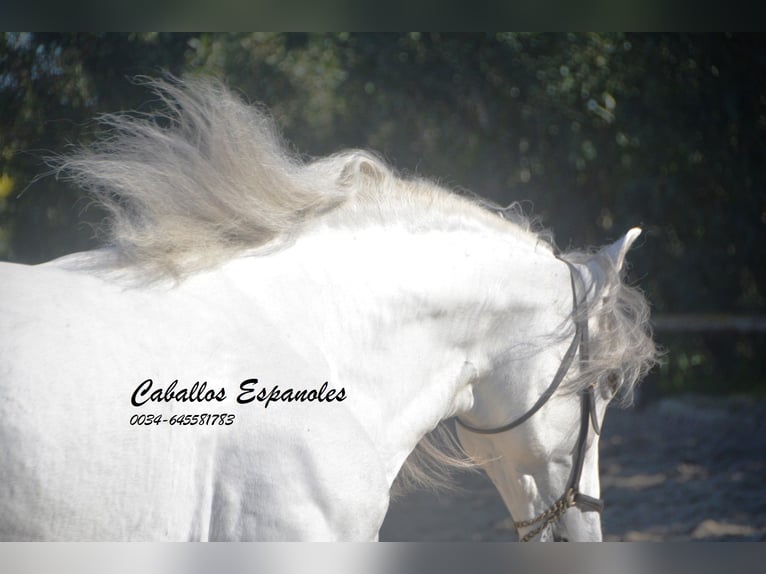 PRE Stallion 9 years 15.2 hh Grey in Vejer de la Frontera