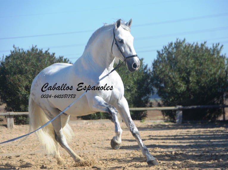 PRE Stallion 9 years 15.2 hh Grey in Vejer de la Frontera
