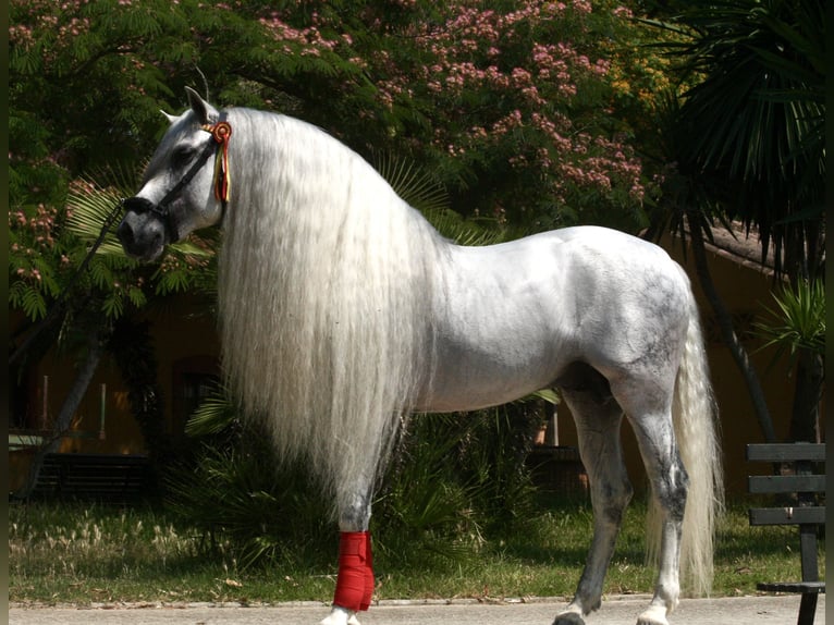 PRE Stallion 9 years 15.2 hh Grey in Jerez de la Frontera