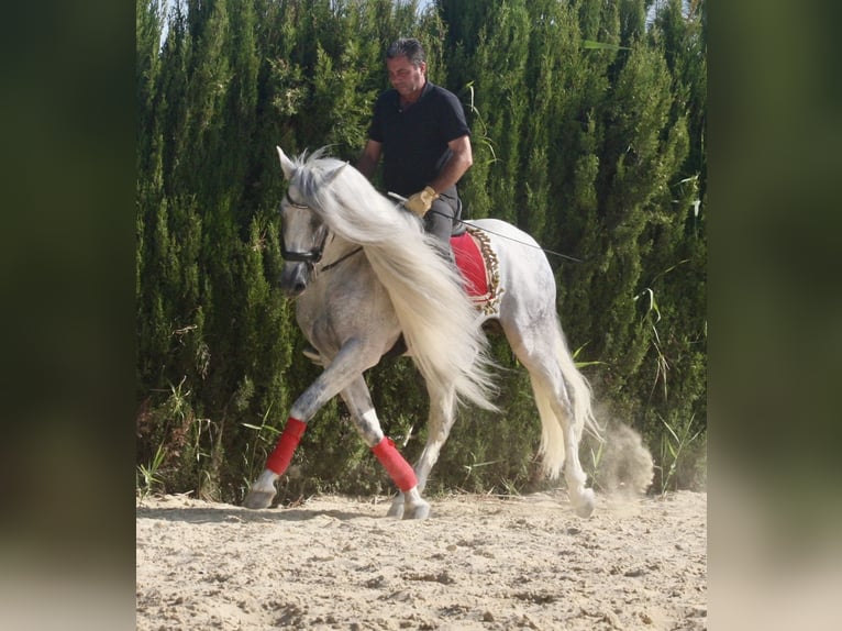 PRE Stallion 9 years 15.2 hh Grey in Jerez de la Frontera