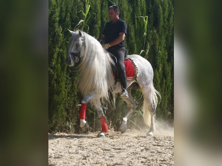 PRE Stallion 9 years 15.2 hh Grey in Jerez de la Frontera