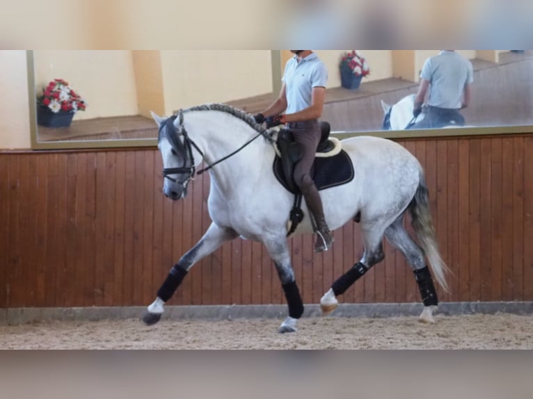 PRE Mix Stallion 9 years 15,3 hh Gray in NAVAS DEL MADRONO