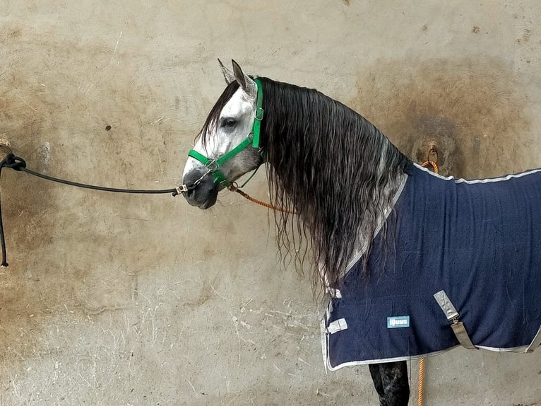 PRE Stallion 9 years 15.3 hh Grey in Los Arenales Del Sol