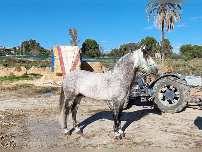 PRE Stallion 9 years 15.3 hh Grey in Los Arenales Del Sol