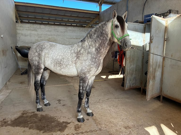 PRE Stallion 9 years 15.3 hh Grey in Los Arenales Del Sol