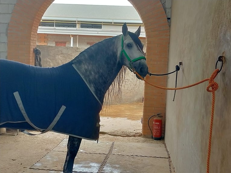 PRE Stallion 9 years 15.3 hh Grey in Los Arenales Del Sol