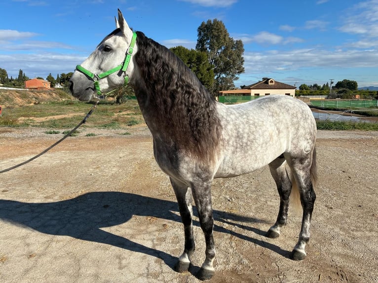 PRE Stallion 9 years 15.3 hh Grey in Los Arenales Del Sol