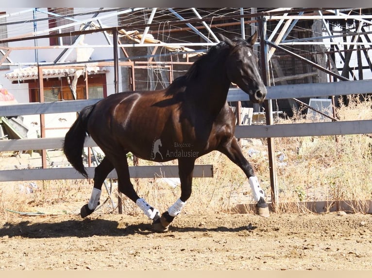 PRE Mix Stallion 9 years 15,2 hh Black in Provinz Granada