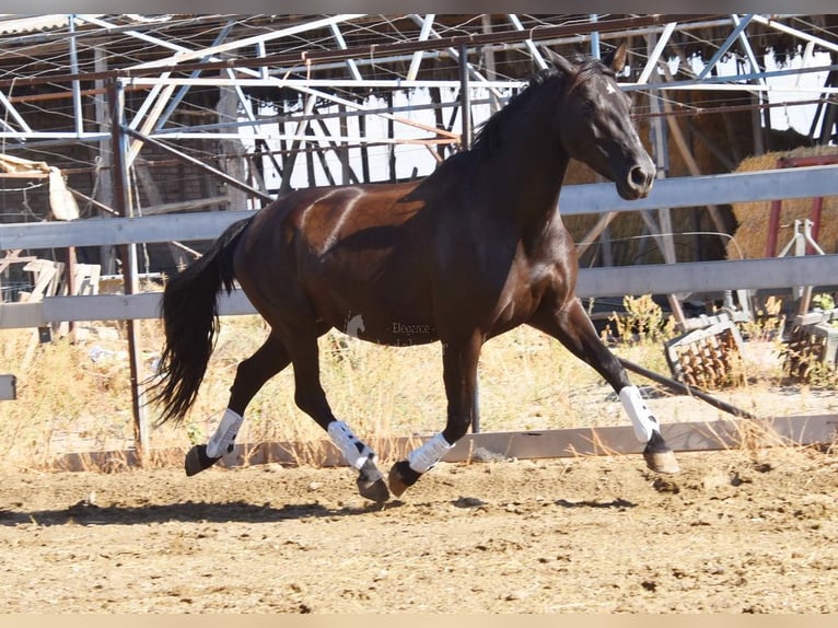 PRE Mix Stallion 9 years 15,2 hh Black in Provinz Granada