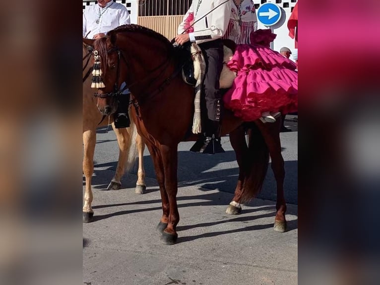 PRE Mix Stallion 9 years 15,2 hh Chestnut-Red in Martfeld