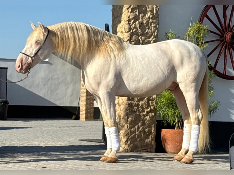 PRE Mix Stallion 9 years 15,2 hh Cremello in Martfeld