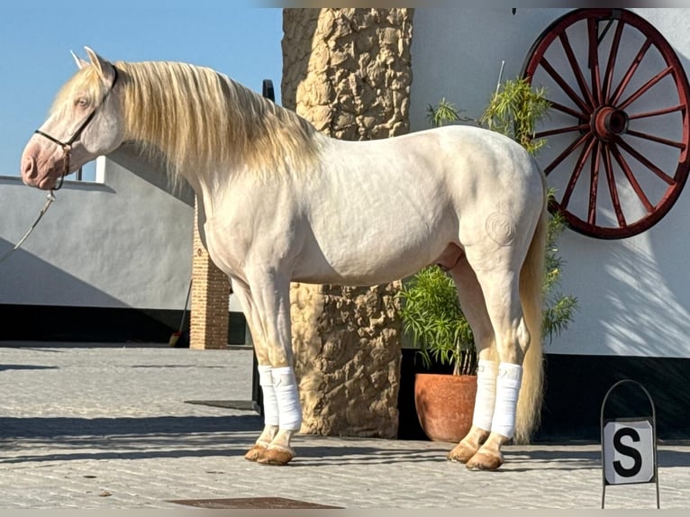 PRE Mix Stallion 9 years 15,2 hh Cremello in Martfeld