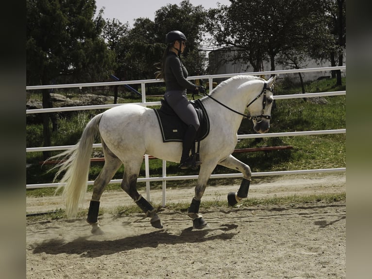 PRE Mix Stallion 9 years 15,2 hh White in MADRID