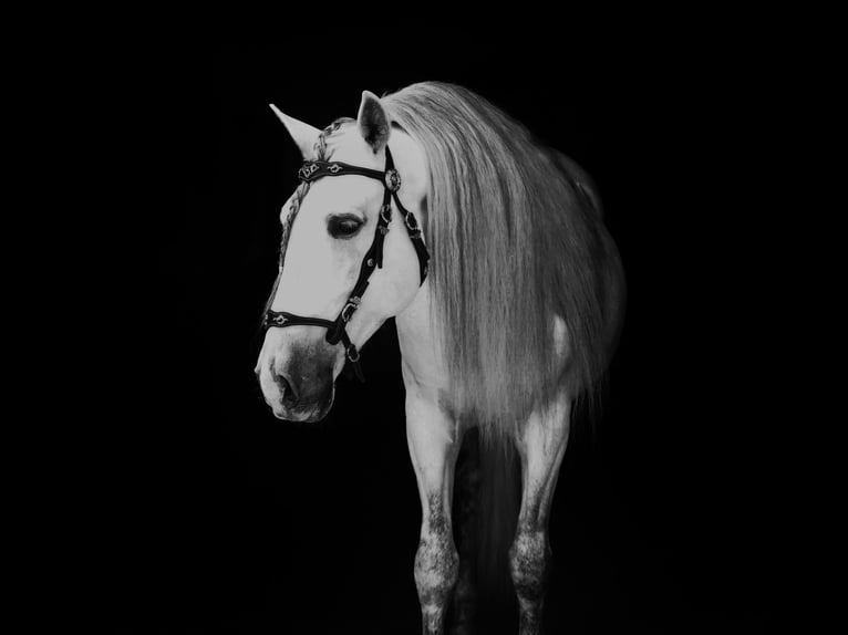 PRE Mix Stallion 9 years 15,2 hh White in MADRID