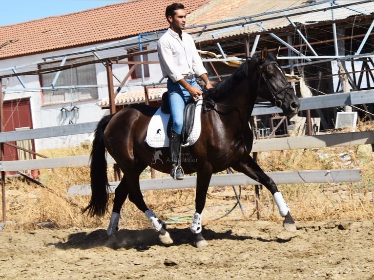 PRE Mix Stallion 9 years 15,3 hh Black in Provinz Granada
