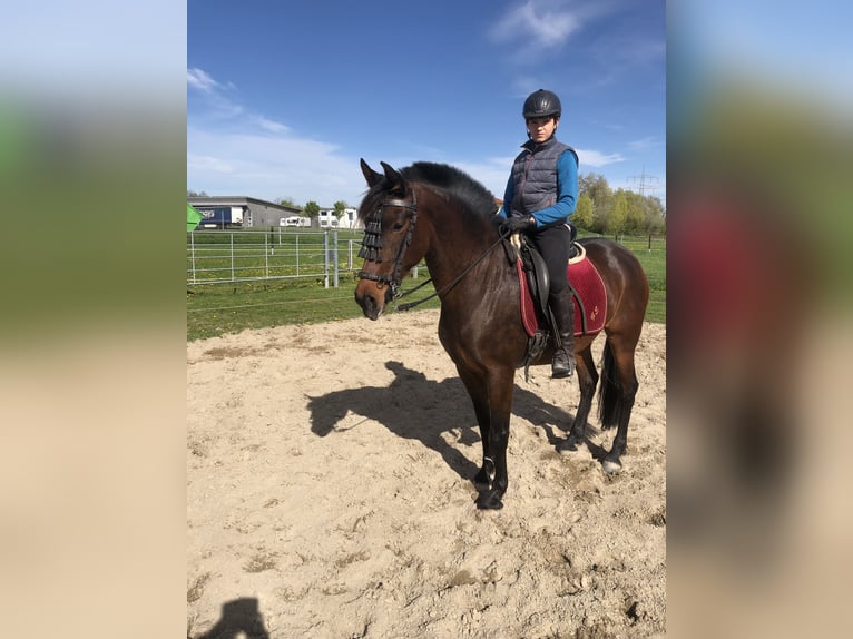 PRE Mix Stallion 9 years 15,3 hh Brown in Bahlingen am KaiserstuhlBahlingen