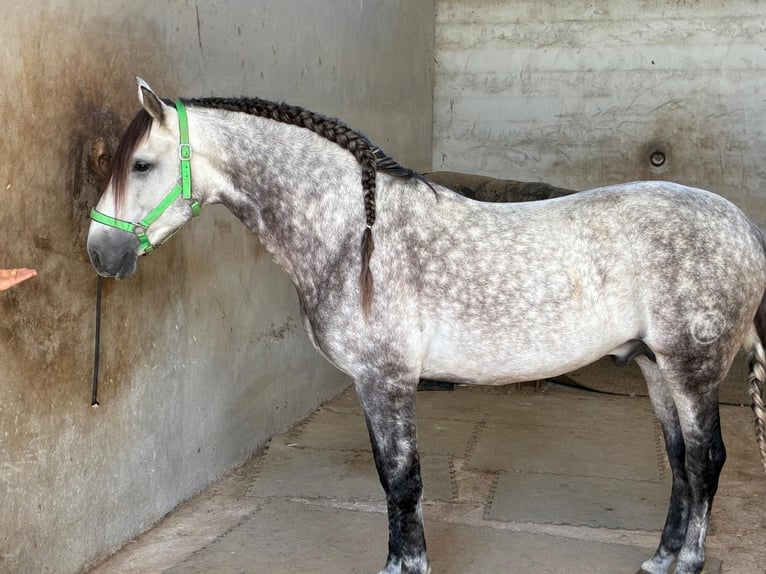 PRE Stallion 9 years 15,3 hh Grey in Los Arenales Del Sol