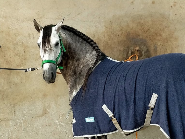 PRE Stallion 9 years 15,3 hh Grey in Los Arenales Del Sol