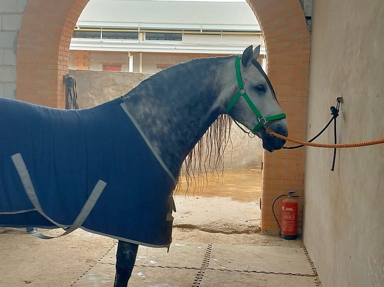 PRE Stallion 9 years 15,3 hh Grey in Los Arenales Del Sol