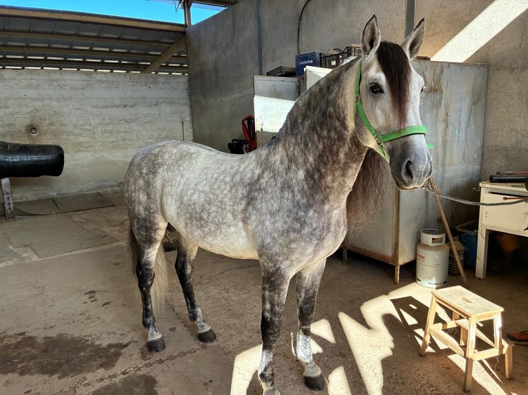PRE Stallion 9 years 15,3 hh Grey in Los Arenales Del Sol